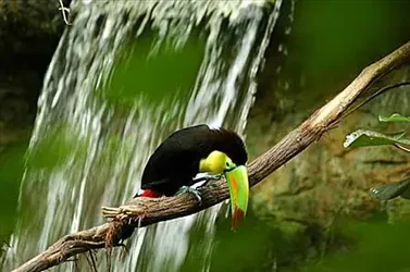 $Birdwaterfll.webp