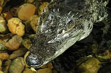 $gator.webp