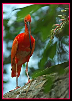$Pinkbirda.webp