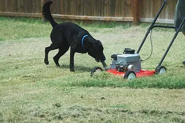 $codymower.webp