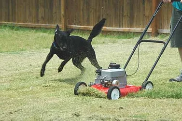 $codymower2.webp