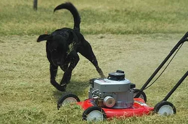 $codymower3.webp