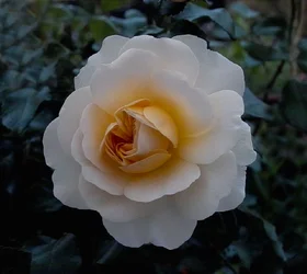$Pink Rose1.webp