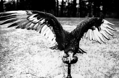 $black and white lurchBIG.webp