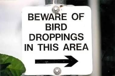 $birdsign.webp