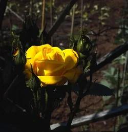 $YellowRose.webp