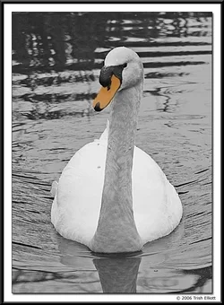$bwswan.webp $bwswan.webp