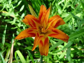 $Double Orange DLily.webp