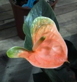 $Orchid.webp