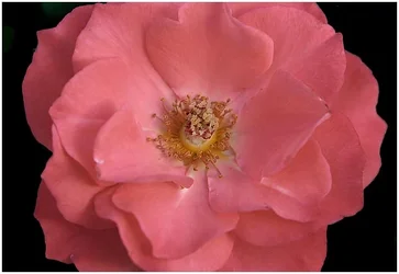 $mothersday.webp
