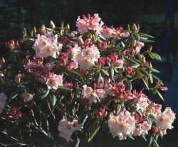 $rhododendron A.jpg