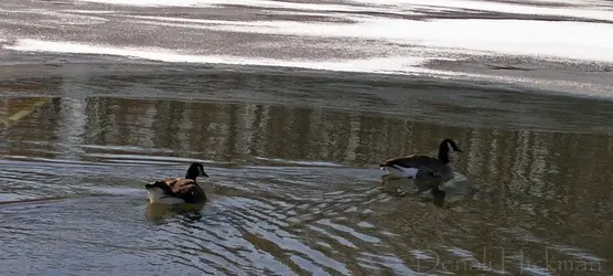 $Geese.webp