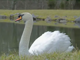 $swan02as.webp