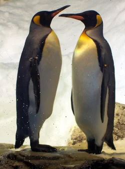 $The Love Birds.webp