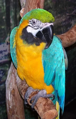 $Parrot.webp