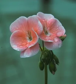 $Geranium1.webp