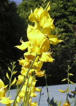 $SpanishBroom.webp