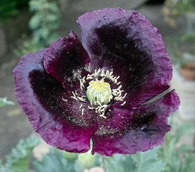 $Black Poppy.webp