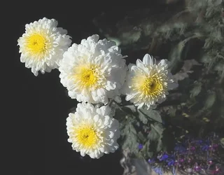 $Chrysanthemum.webp