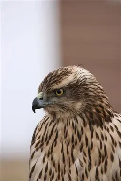 $Oregon Raptors Association 008.webp