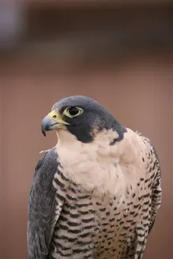 $Oregon Raptors Association 012.webp