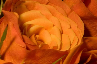 $IMG_1161-1.webp