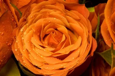 $IMG_1188-1.webp