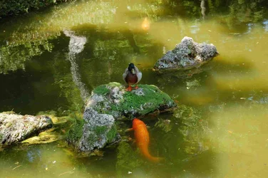 $Hi Duck.webp