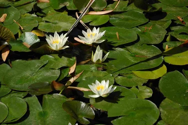 $Lilly Ponds.webp