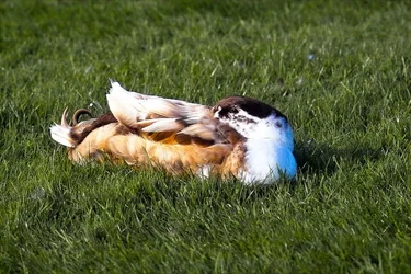 $Duck.webp