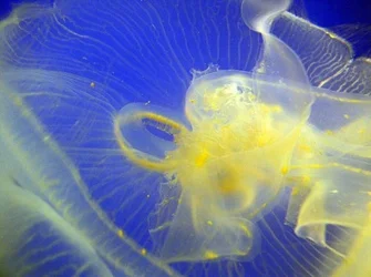 $Acquarium-02.webp