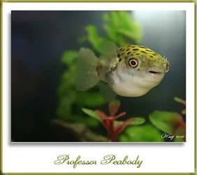 $profpeaframedsmall.webp