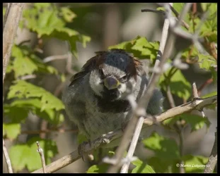 $HouseSparrow..webp