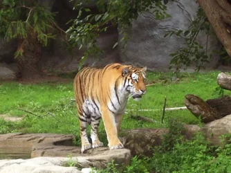 $8-27-07Tiger4.webp