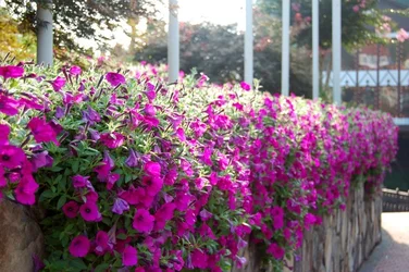 $DSC_00220001flowers1.webp