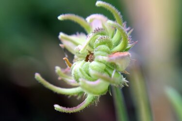 $marigold-seedhead.jpg