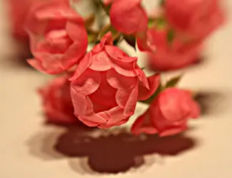 $mini-climbing-roses.webp