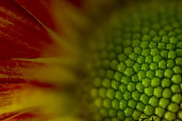 $flower0001flower1.webp
