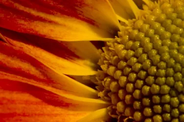 $newflower0001newflower1.webp