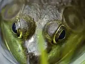 $closeup1.webp