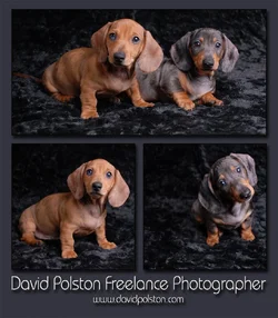 $Puppies 8x8 copy.webp
