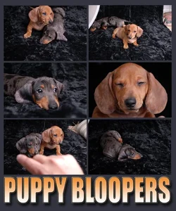 $Puppy Bloopers.webp