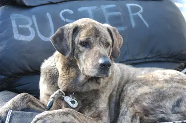 $Buster3.webp