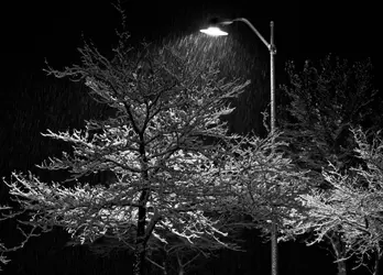 $Snowy Trees in the Light.webp
