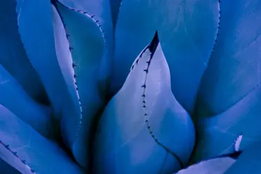 $Blooming Cactus a.webp