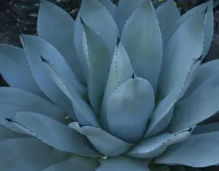 $Blue Cactus.webp