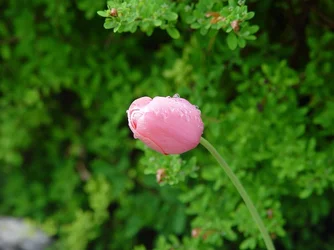 $flower4_8x6.webp