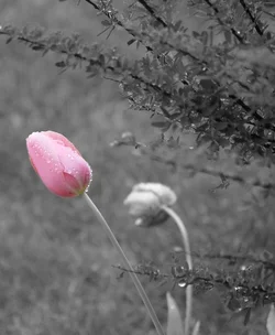 $tulip_bw.webp