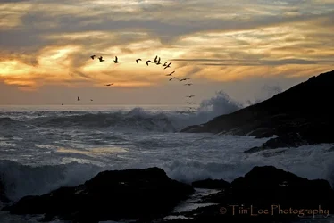 $©A Diving Flock of Pelicans copy.webp