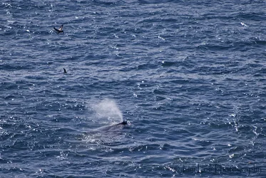 $©Pelicans & Grey Whale copy.webp